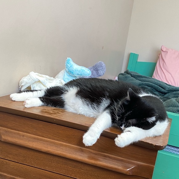 Meet your Posher, Keira - Picture 1 of 1